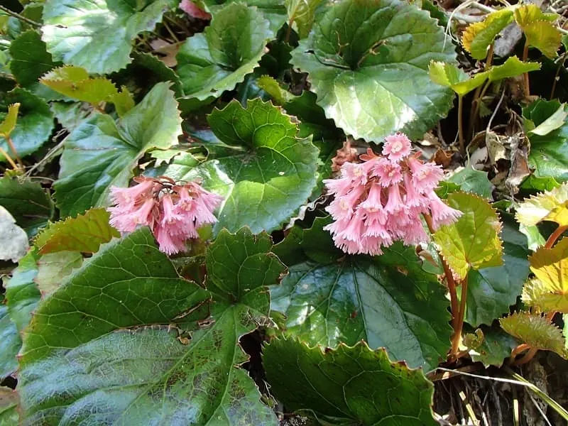 イワカガミの鮮やかな花