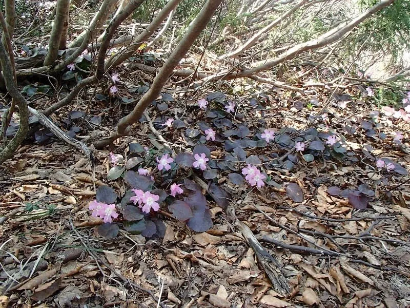 たくさんのイワウチワが光の当たる方向に花を広げていました