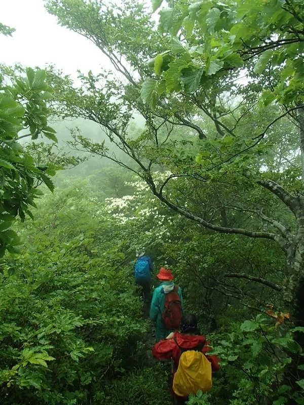 登山道は木々が生い茂り藪漕ぎで疲れました