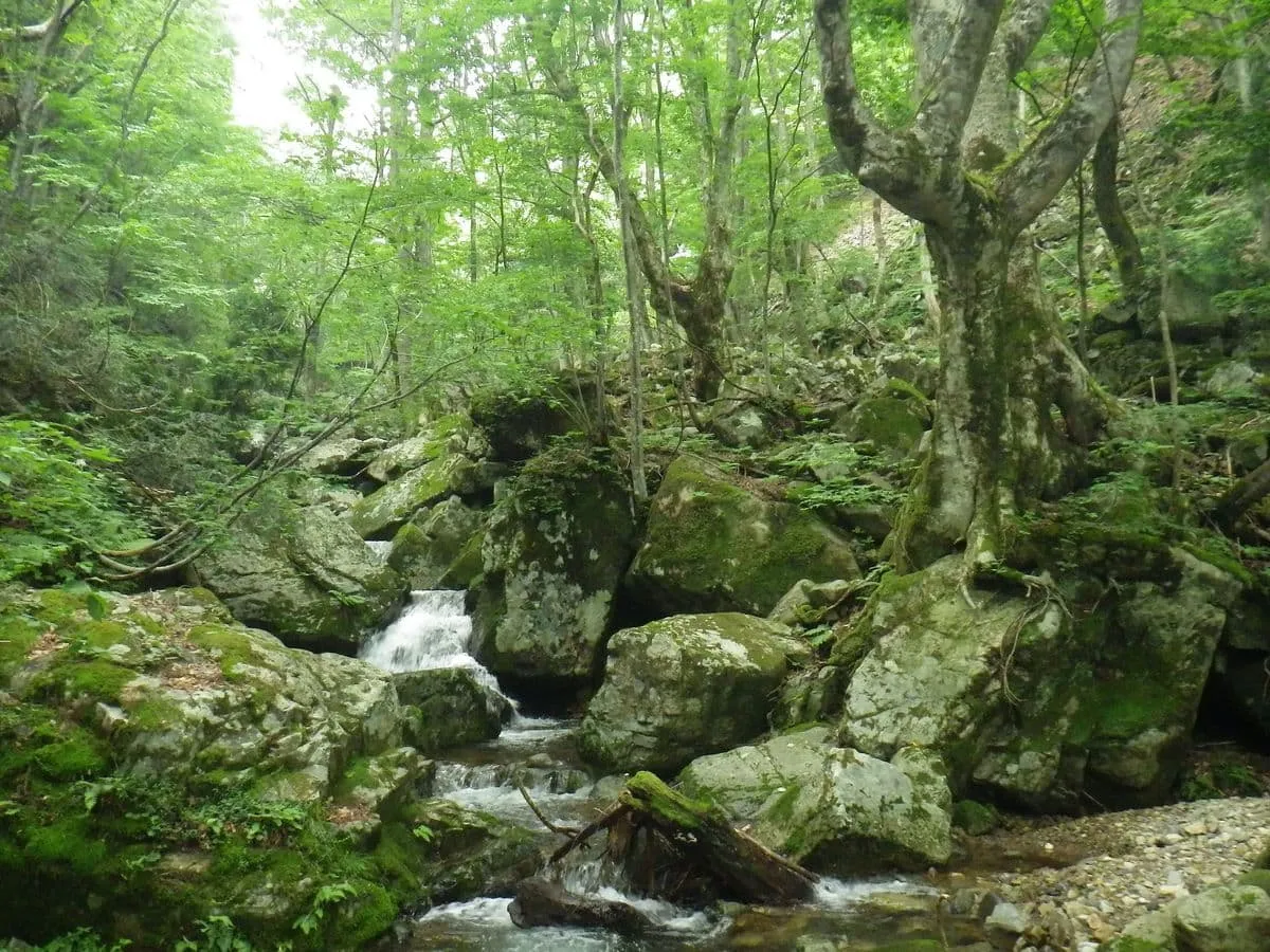 沢全体の雰囲気は、こんな感じです
