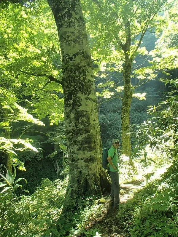 ブナの巨木