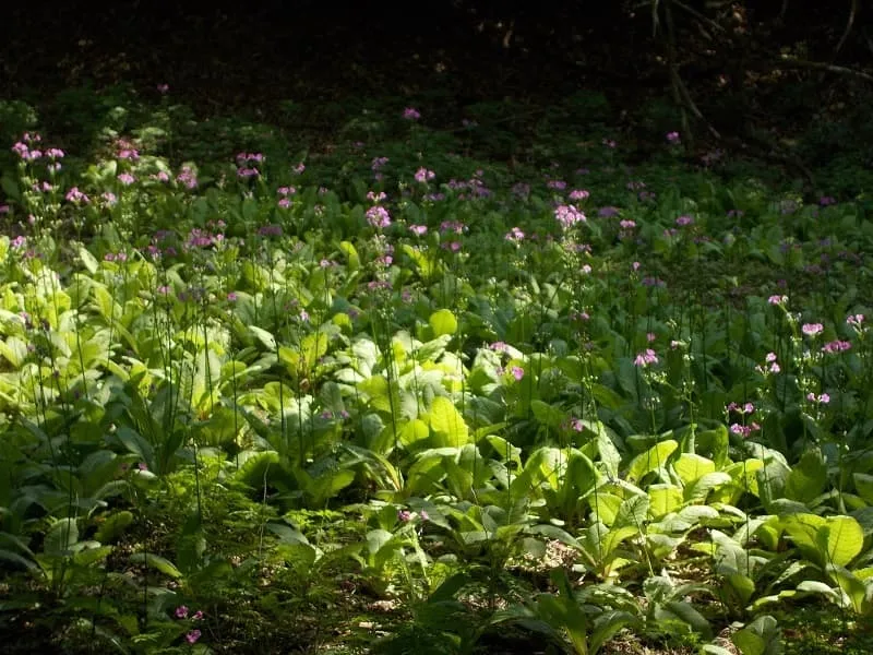 今週いっぱいかな