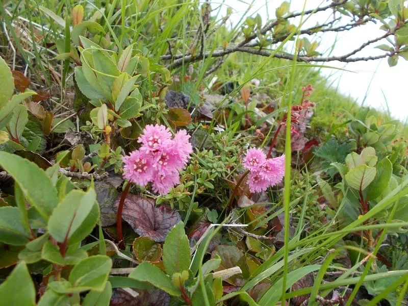 ピークを過ぎた岩鏡