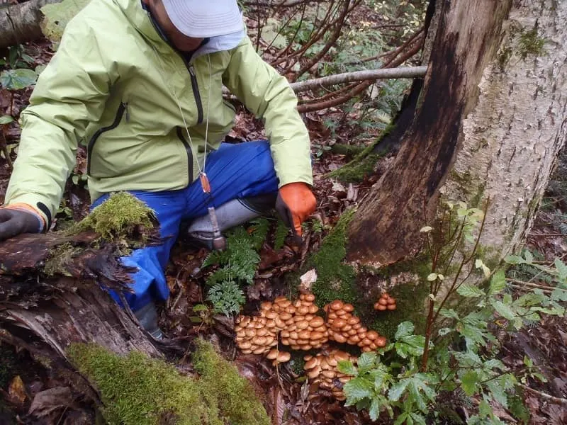 ナメコの群生を発見