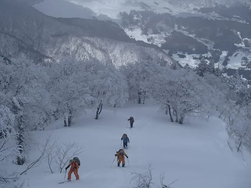 流れ尾根の樹林帯