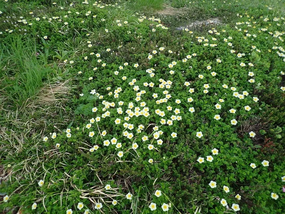 満開の花たち
