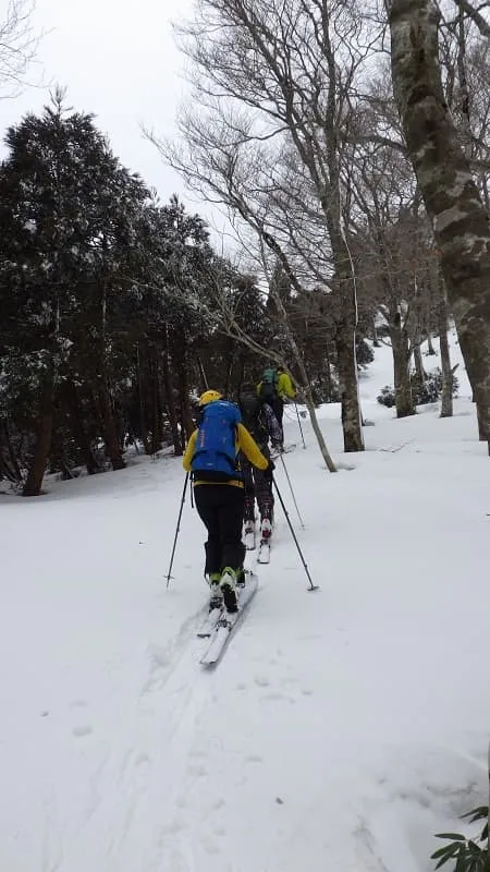 ブナの原生林の中を山頂を目指します