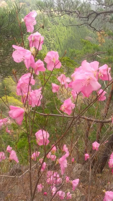 満開の深山ツツジ