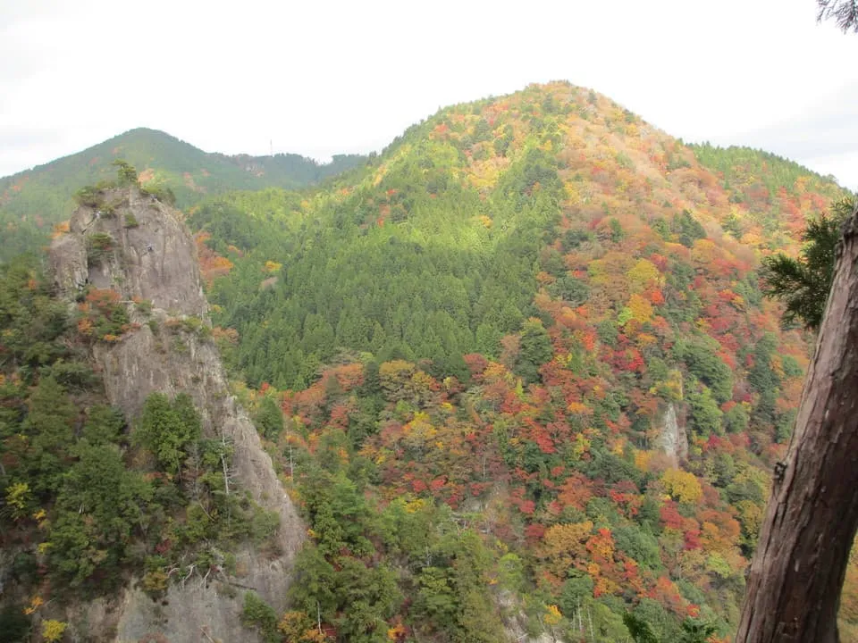 逆くからの紅葉