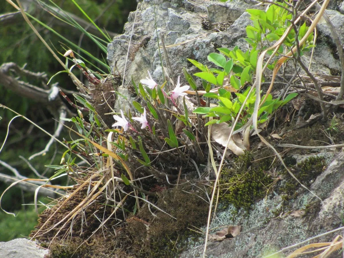 セッコクが少しだけ咲いてました