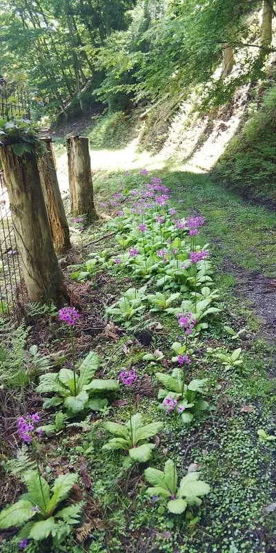 途中見つけた花たち