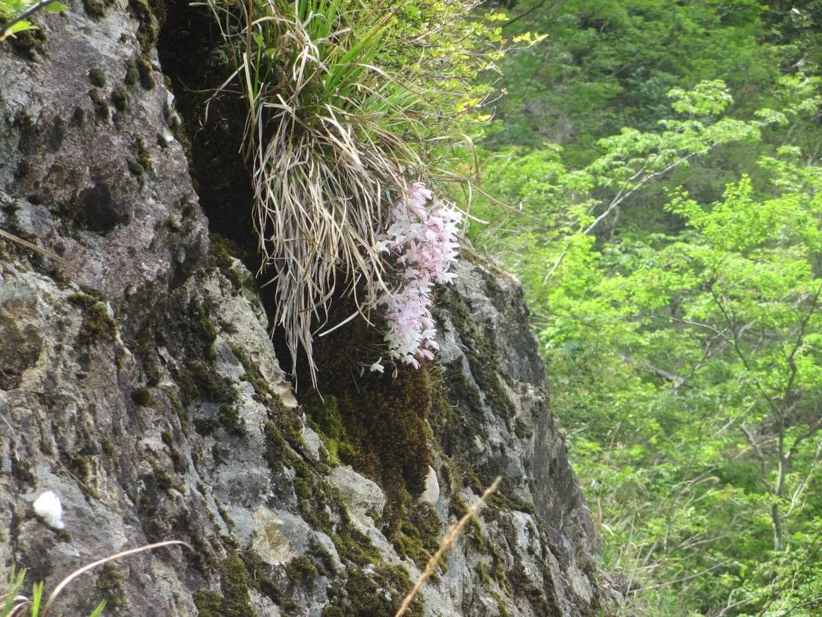 予想通り 北壁に咲いていたセッコク