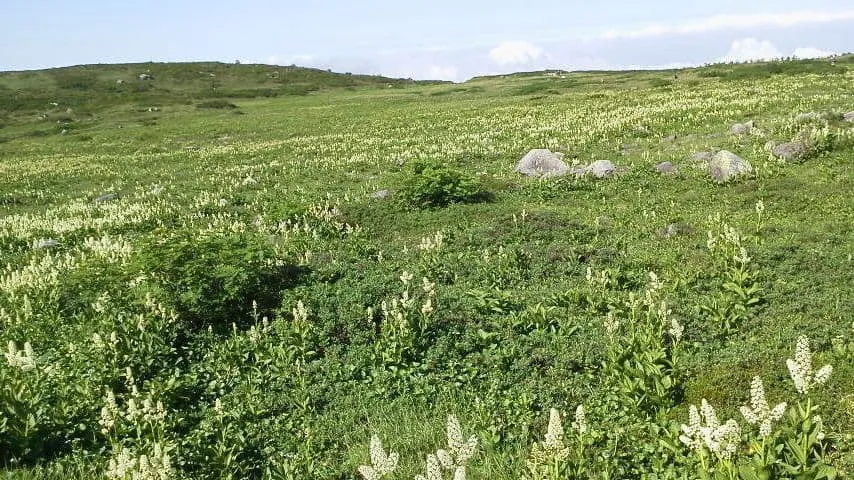 コバイケソウの群生