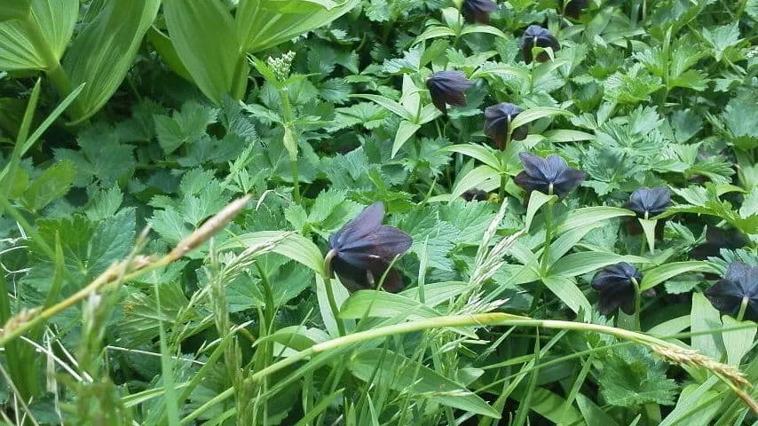 クロユリもたくさん咲いてました