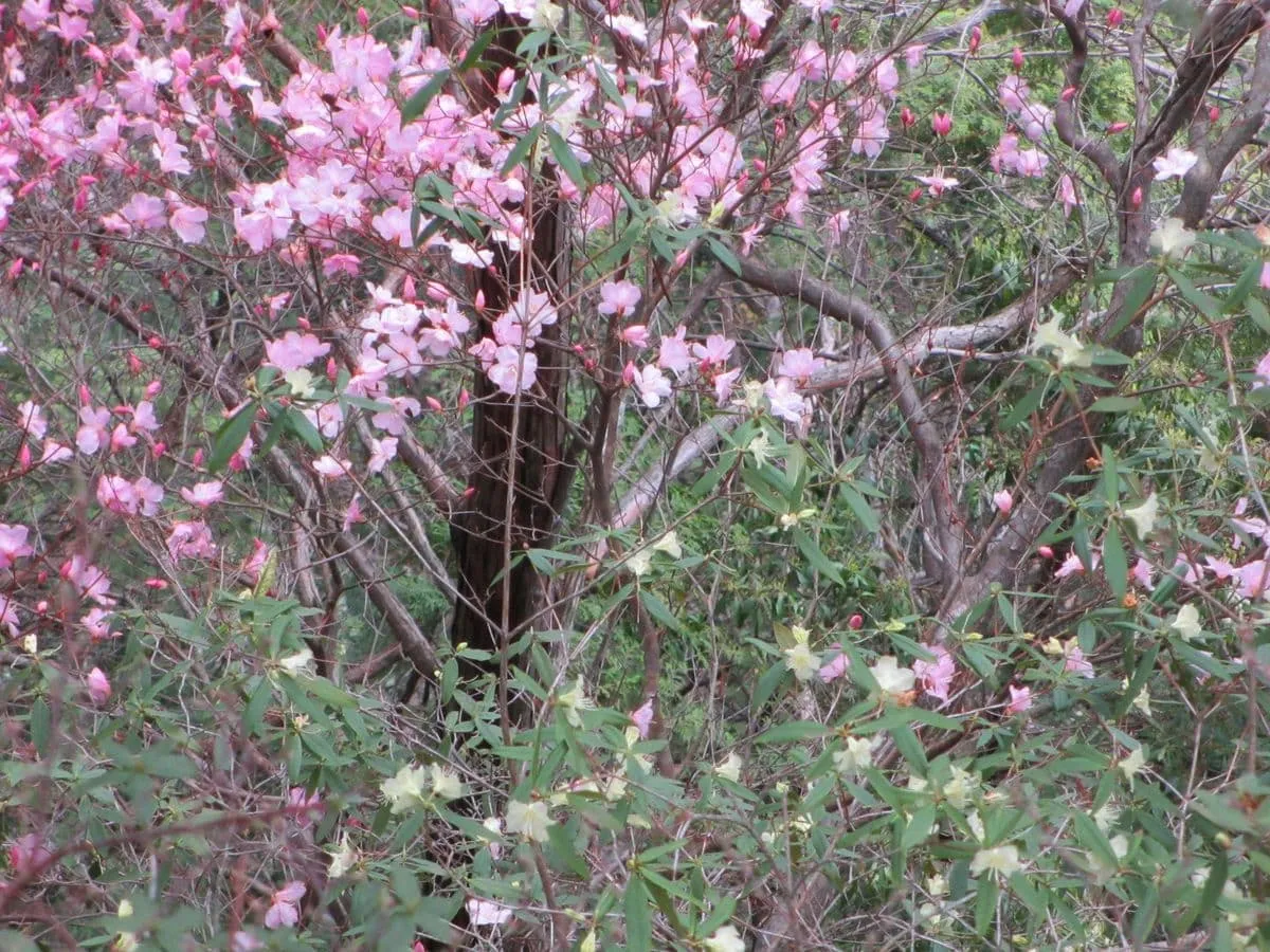 アケボノツツジとヒカゲツツジのコラボ