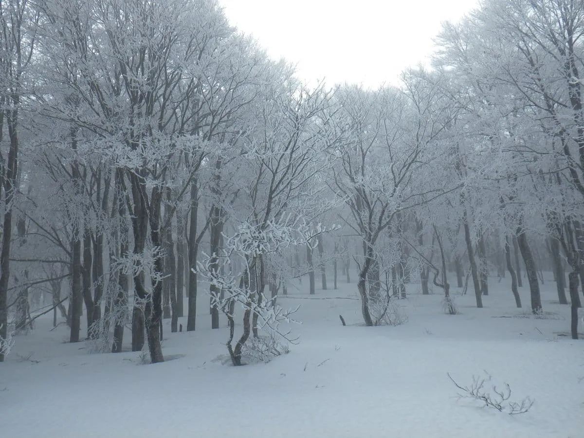少しガスに包まれた霧氷