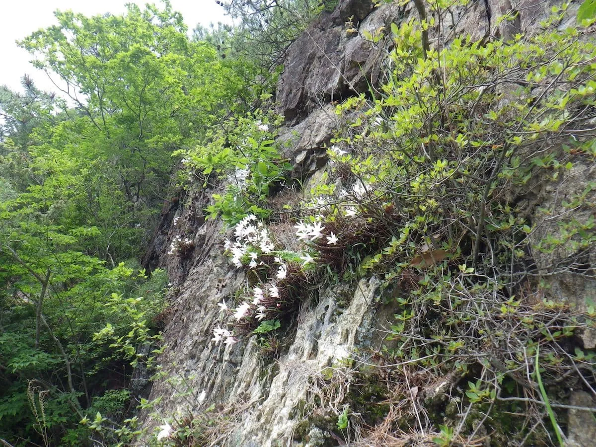 プチ群生しているセッコク